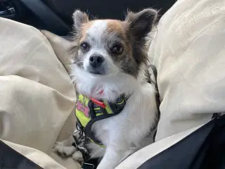 Chihuahua 