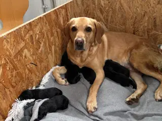 Skønne labrador sælges