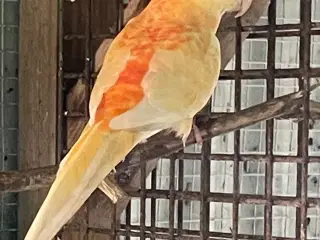 Orange rubino sangparakit 