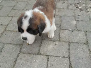 Hundehvalpe 