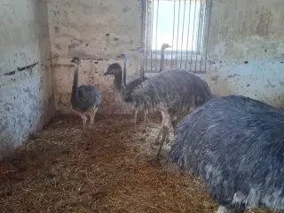 Nandu 2 par