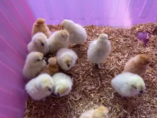 Nyklækkede/daggamle dværg silkekyllinger 