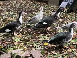 Ænder, Andrik med to ænder. Fra 2026