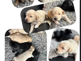 Toy Cockapoo Doodle / Labradoodle