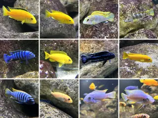 Malawicichlider: Yngel af 11 forskellige arter