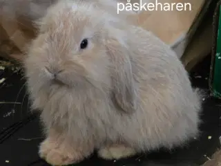 4 kælen og søde unger 