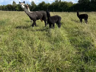 Alpaca hingsteføl