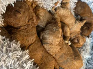 Cavapoo F1 B