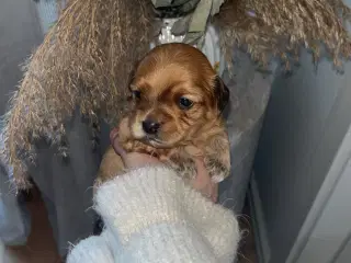 Bichon havanais hvalpe