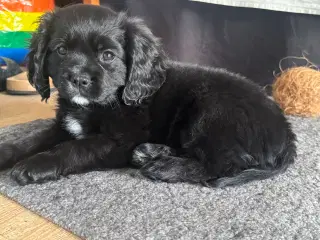 Cavalier hanhund