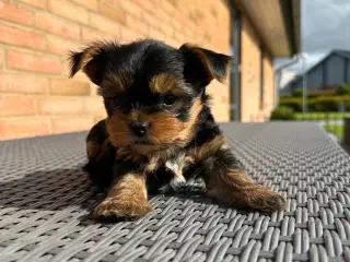  Yorkshire terrier 