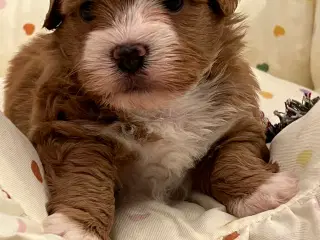 🐾Skal smukke Basil være din 🐾