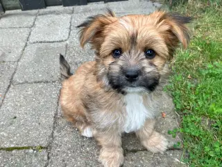 Yorkshire Terrier/Chihuahua blanding