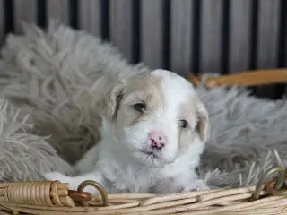Coton poo hvalpe