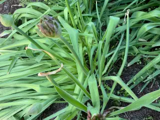Allium planter i knop
