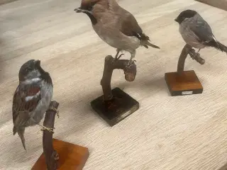 Udstoppede fugle