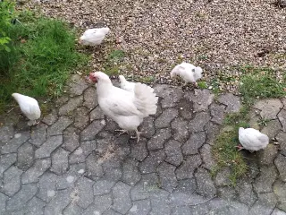 Skrukhøne med kyllinger