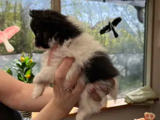 Papillon hvalpe