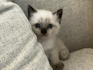 Ragdoll han killinger