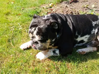 Engelsk bulldog 
