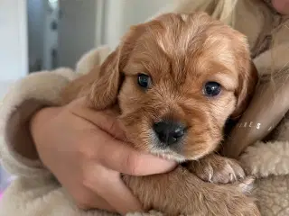 Cavapoo hvalpe 