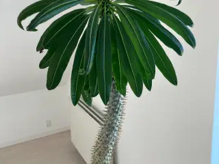 Stor Madagascarpalme