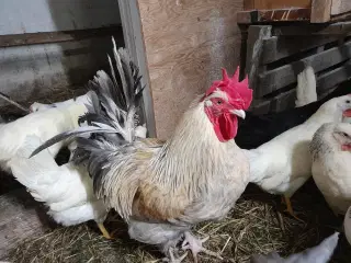 En Maren hane til salg