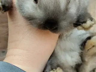 Mini loop