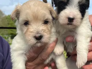 Søde Bichon Havanaise hvalpe (DKK stamtavle)