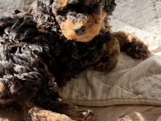 Cavapoo 2 smukke Prinsesser ❤️