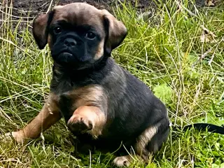 Hundehvalp, Petit Griffon