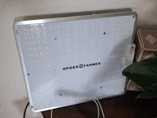 Gro Lampe