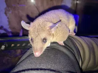 Korthalet opossum hun