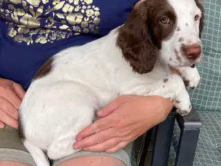 SPANIEL Ny🏠Nu Springer❤️💙m/stamtavle