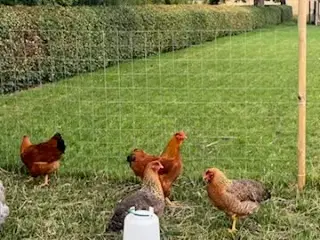 Høns