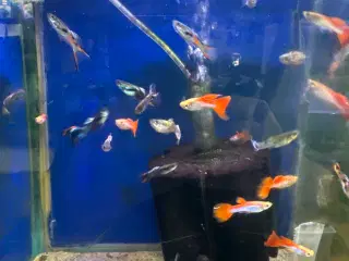 Guppy mix