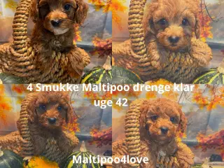 Maltipoo til efterårs ferien ?
