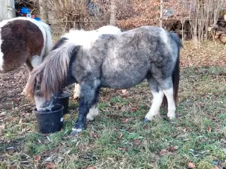 Speciel farvet shetlandspony