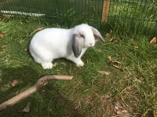 Smuk Minilop Pige