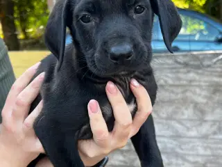 Blandings hvalpe labrador/rottweiler 