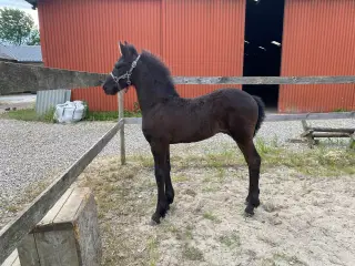 Frieser hingsteføl sælges