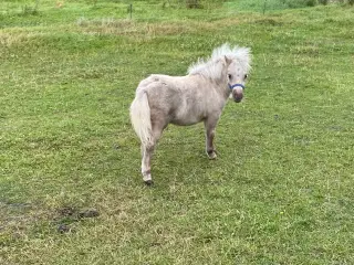 Shetlænderhoppeføl palominofarvet