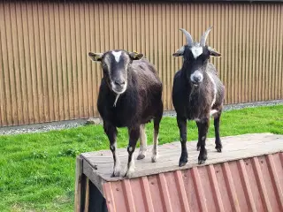 Drægtige Dværggedder sælges 