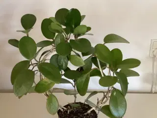 HOYA planter