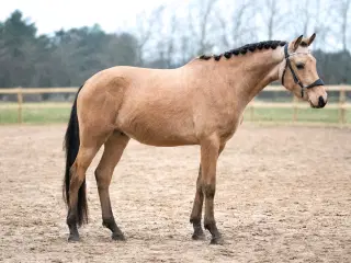 Buckskin vallak til salg 