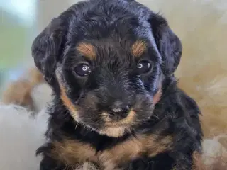 Maltipoo