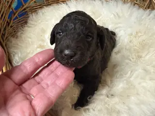 Goldendoodle til jul