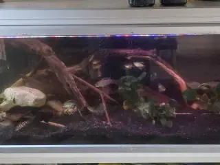 350l Akvarie & Fisk
