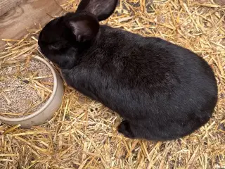 Unge hankaniner (Giant Spotted mix) til salg zone 