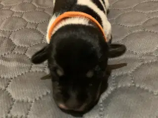 Dansk svensk gårdhund hvalpe